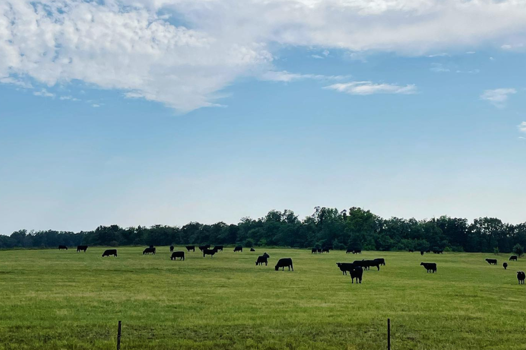 Circle F Beef | black angus cows on a green pasture and blue sky