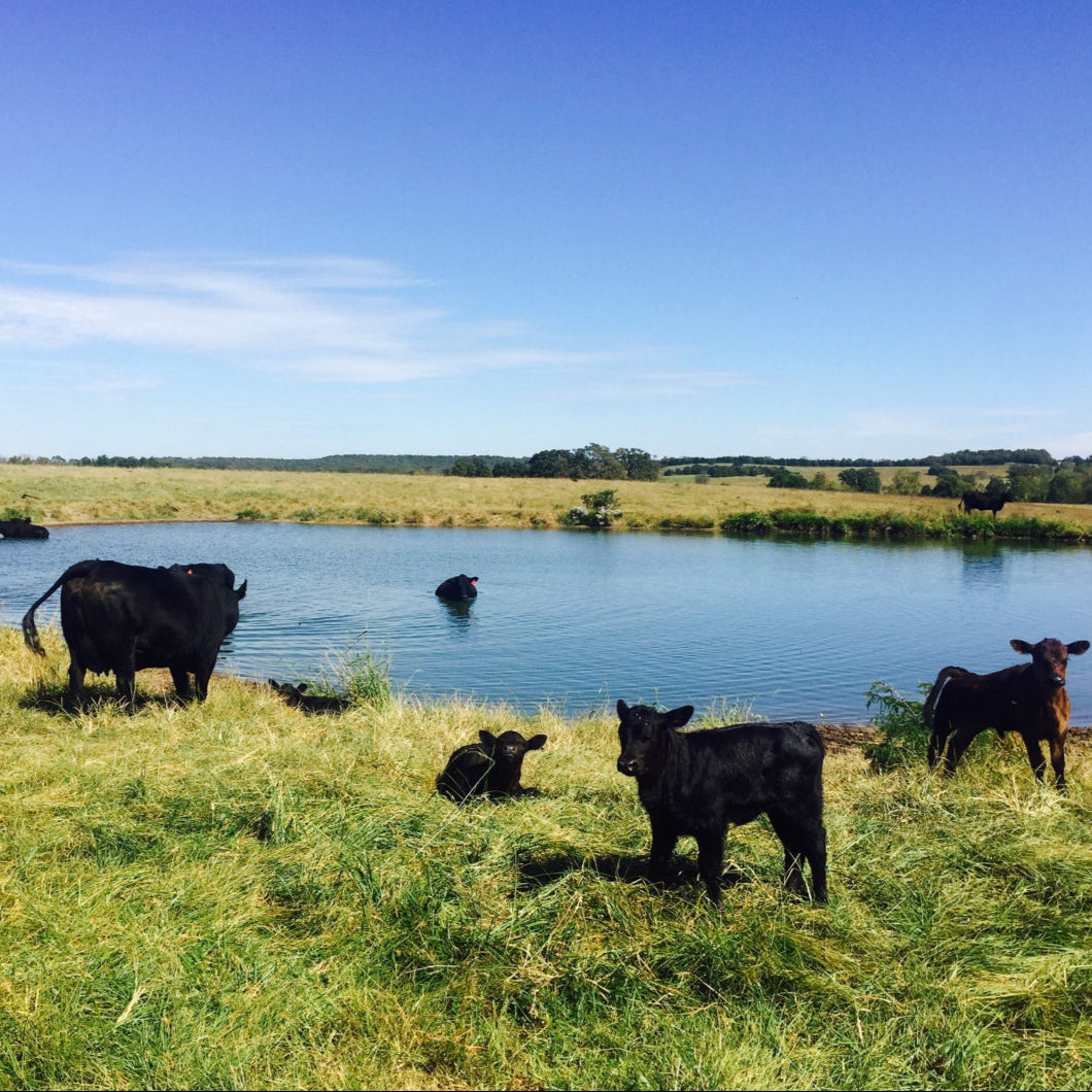 Circle F Cattle Cow and calves