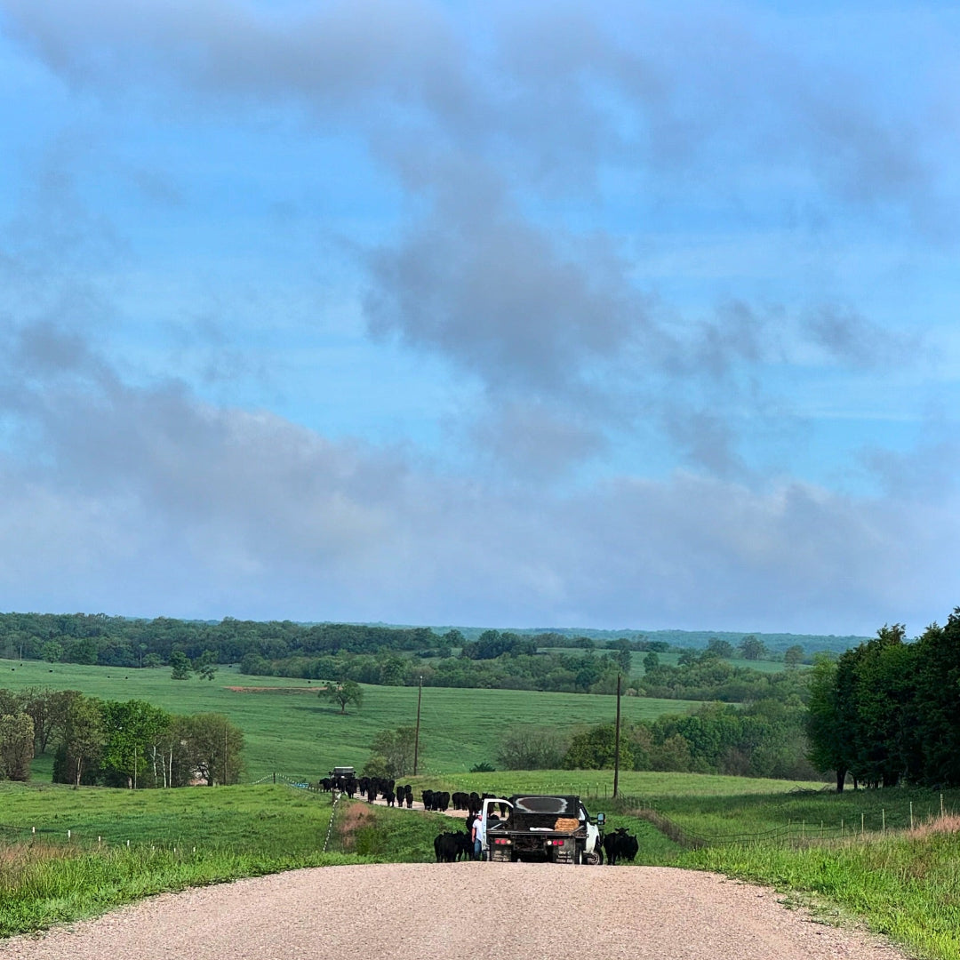 Circle F Cattle Moving cattle pastures