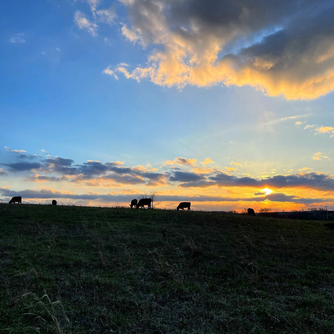 Circle F Cattle Angus Beef Cattle Eating Grass at sunset