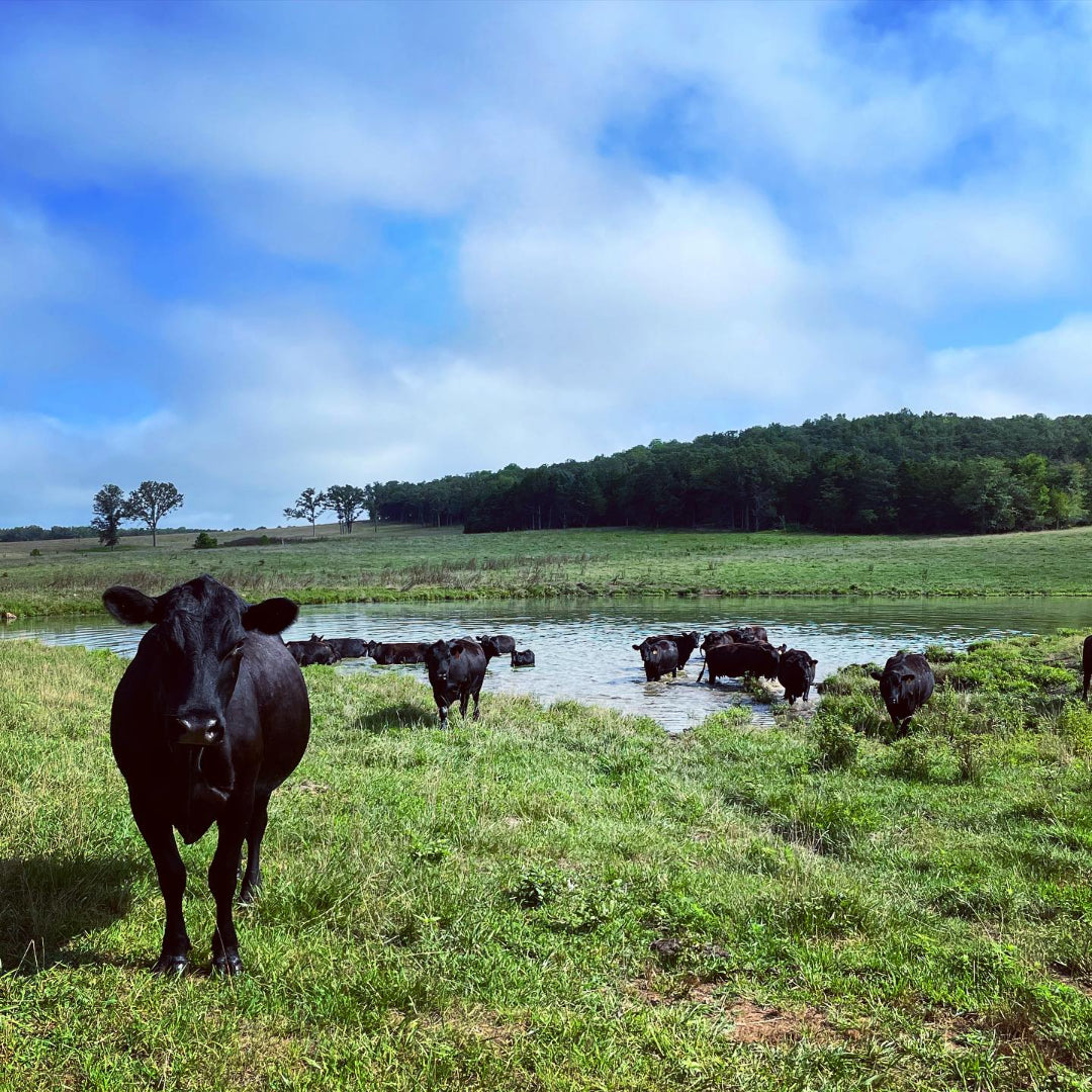 Circle F Cattle Black Angus Beef cattle in a pond