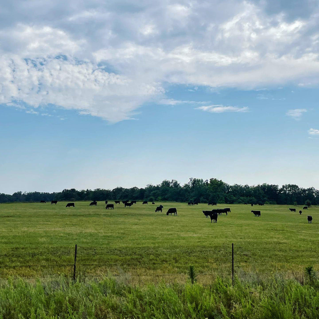 Circle F Cattle angus beef on a green pasture