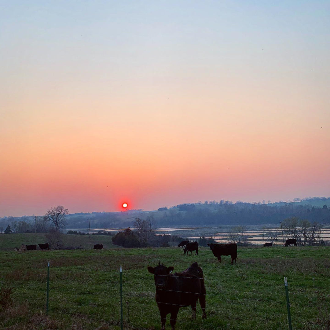 Circle F Cattle sunset cows