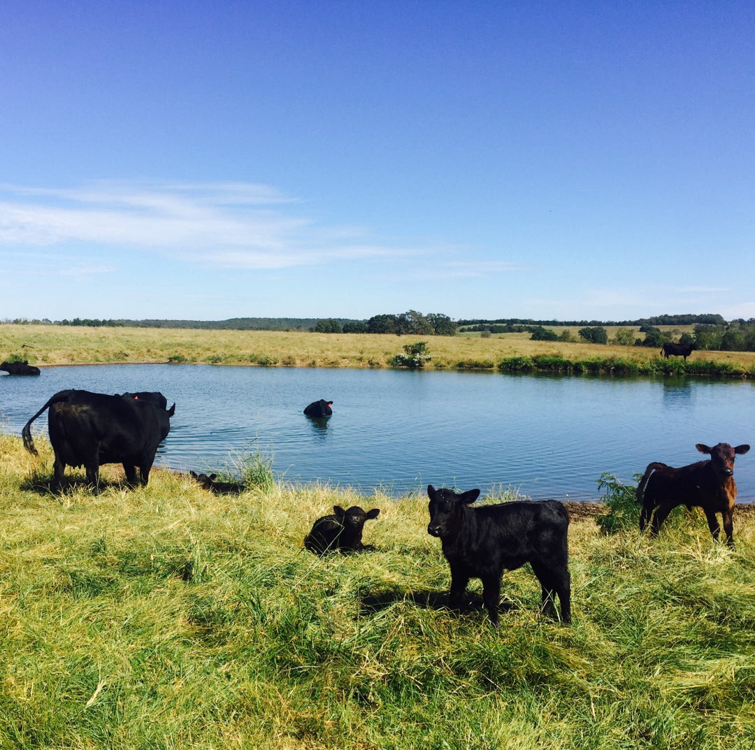 Circle F Beef Calves