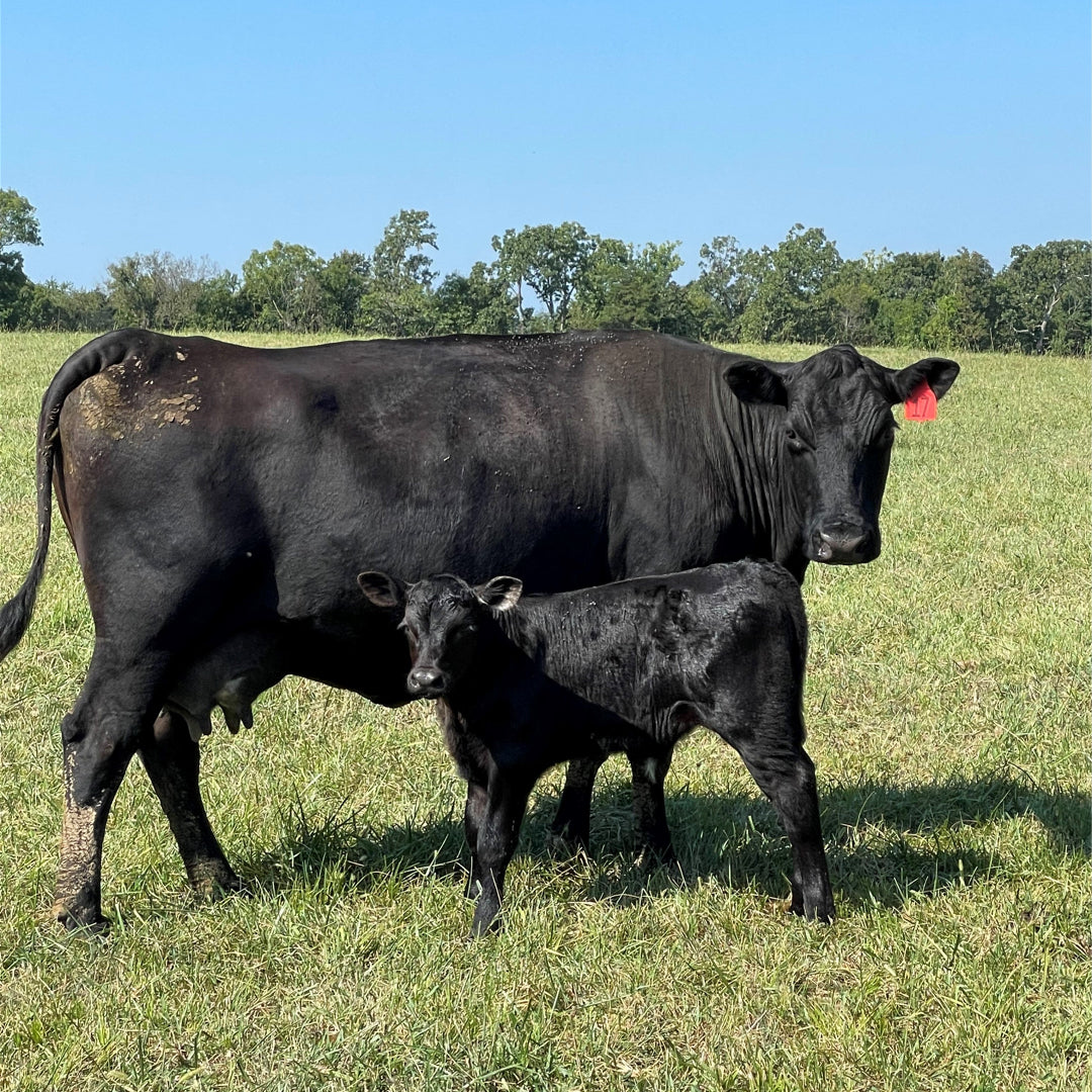 Circle F Cattle Cow and Calf