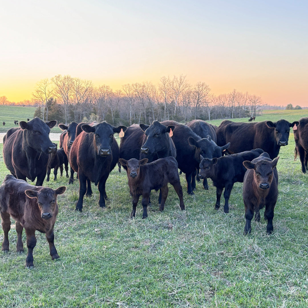 Circle F Beef | Circle F Cattle Co Farm raised beef