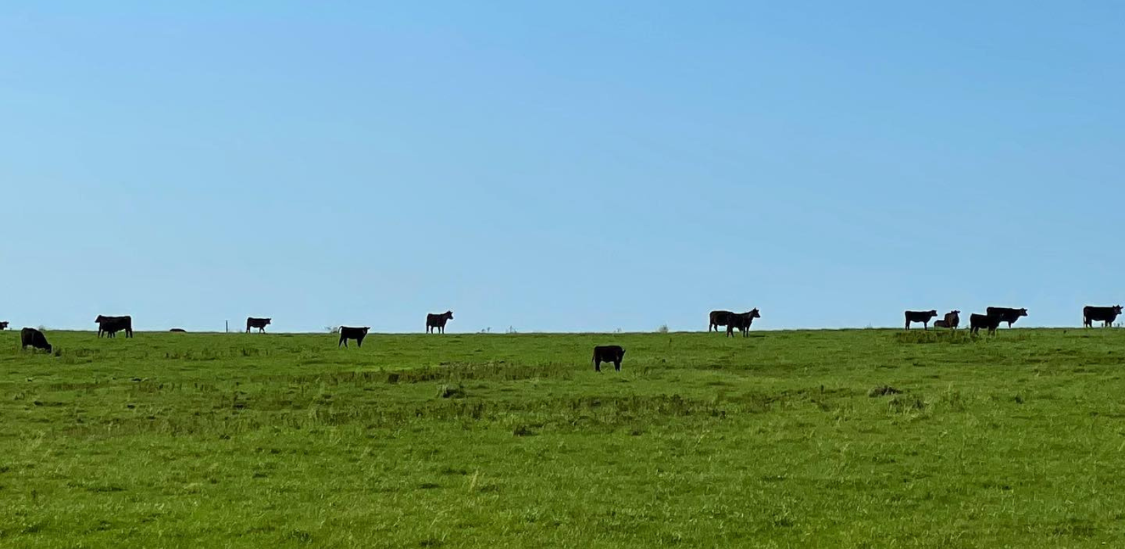 Circle F Cattle Green and blue color